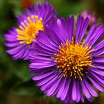 New England Aster