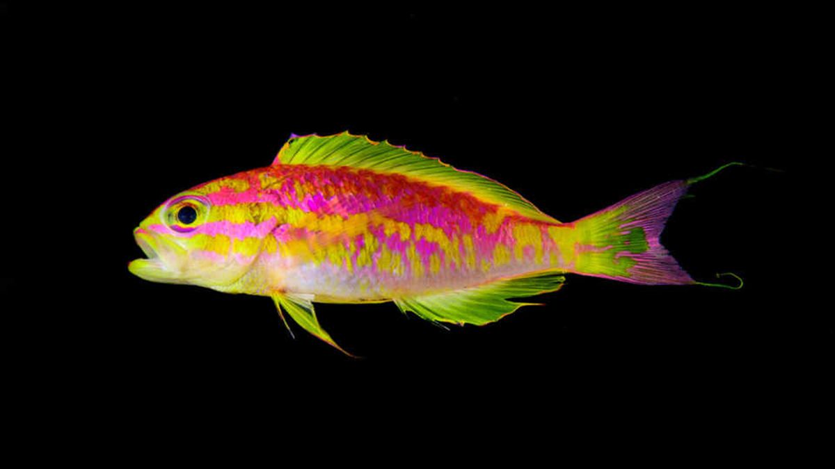 Researchers Stunned by Gorgeous New Fish Find