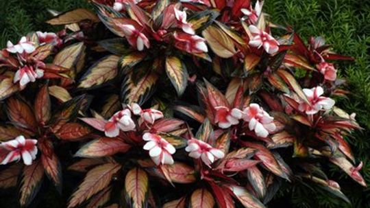 New Guinea Impatiens