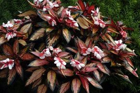 new guinea impatiens seeds