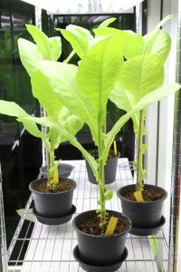 Tobacco plants in a lab, awaiting disease testing.