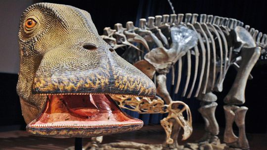 Nigersaurus: The 'Mesozoic Cow' With More Than 500 Teeth
