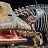 Nigersaurus: The 'Mesozoic Cow' With More Than 500 Teeth