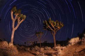 star trails at Joshua Tree National Park