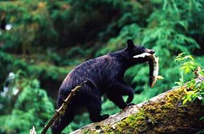 bear with salmon