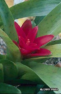 The nestling flowers of the Nidularium bromeliad  be kept moist. See more pictures of bromeliads.