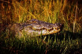 crocodile on the Nile River