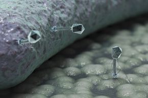 噬菌体可能带来另一个医生的治疗选择对抗细菌感染。”width=