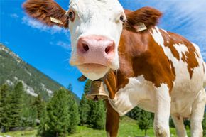 A world without cows means less methane, but it also means no beef (or fewer cute creatures if you're a vegetarian).
