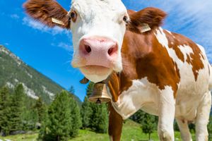 A brown and white cow looks at the camera