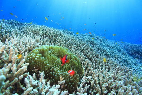 Underwater view of coral reef