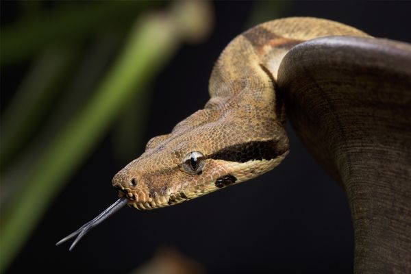 Snake showing forked tongue