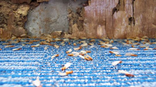 Preventing Termites