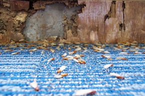 termites