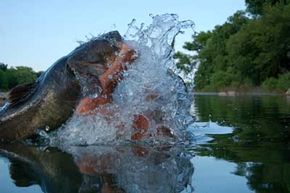 How to Properly Stringer a Large Catfish for the Art of Hand Fishing 