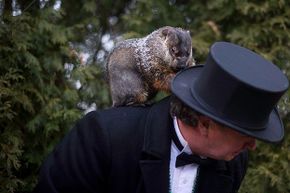 Groundhog handler Ron Ploucha holds Punxsutawney Phil after he saw his shadow predicting six more weeks of winter on Feb. 2, 2012. Jimmy the Groundhog handles the same duties in Sun Prairie, Wisconsin and bit the town's mayor in 2015.