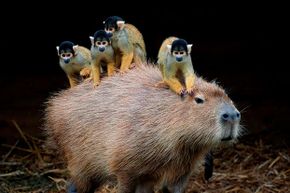 Capybaras seem to have motherly instincts. Here's one letting a herd of spider monkeys catch a ride.