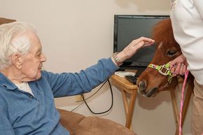 A miniature therapy horse spends time with an elderly man.