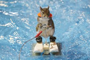 Twiggy, the famous water-skiing squirrel, gets in some practice runs before her shows at the Toronto International Boat Show. That's one animal with a better job than yours.