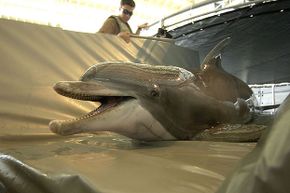 Spetz, a bottlenose dolphin, was trained by the U.S. Navy for mine clearing operations in the Persian Gulf in 2003.