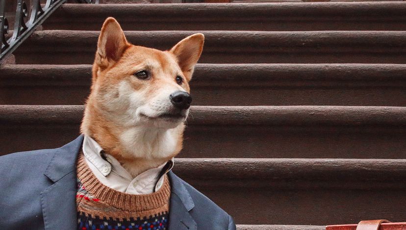 Menswear Dog