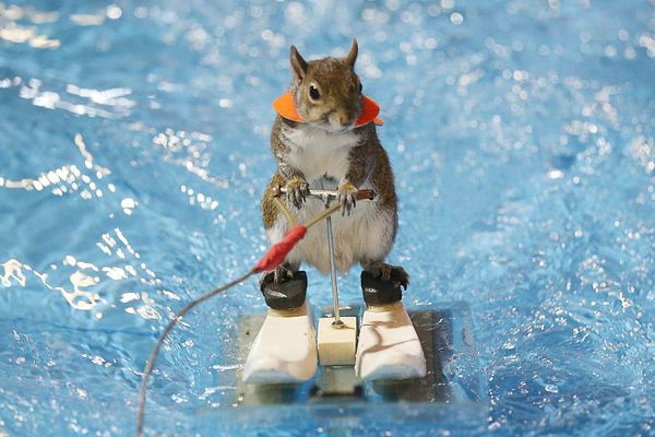 water-skiing squirrel