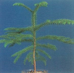 The Norfolk Island pine grows tall and straight and bears dark green, needled branches. See more pictures of trees.