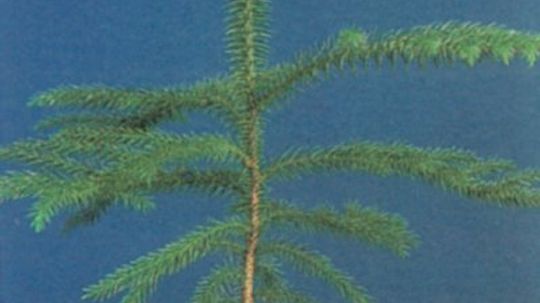 Norfolk Island Pine Profile Of A House Plant Howstuffworks