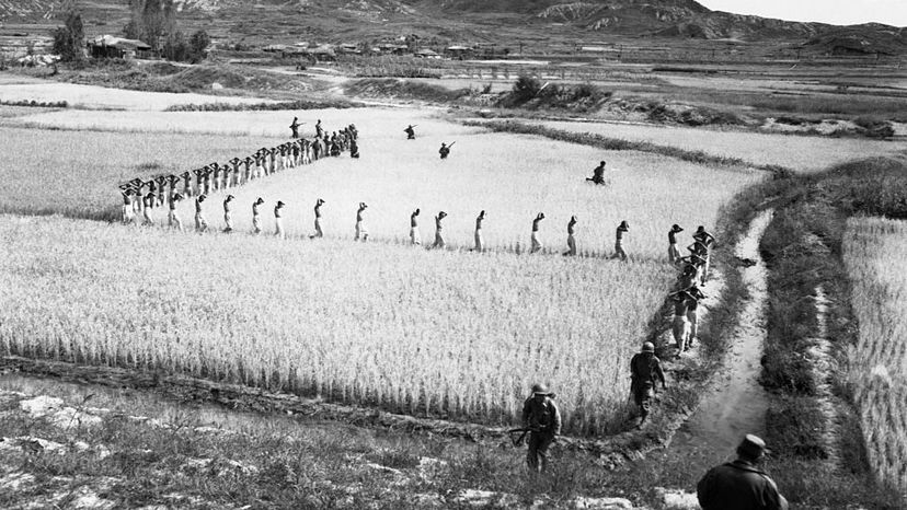 朝鲜囚犯,由美国海军陆战队在山麓战役,1950年3月单文件在稻田。CORBIS / CORBIS通过盖蒂图片社”border=