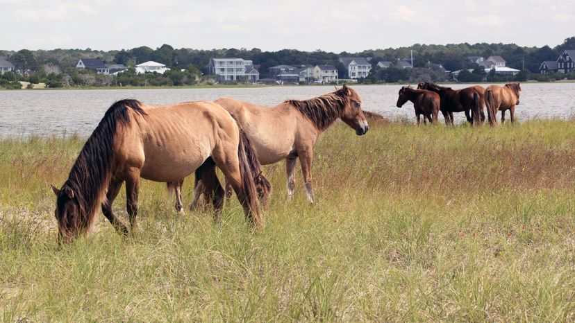 north carolina horses