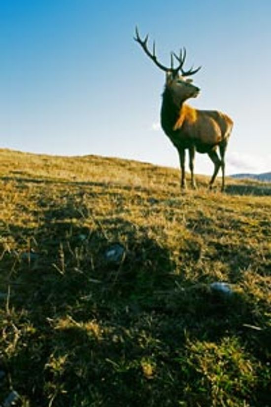 How the Northeast Big Buck Club Works