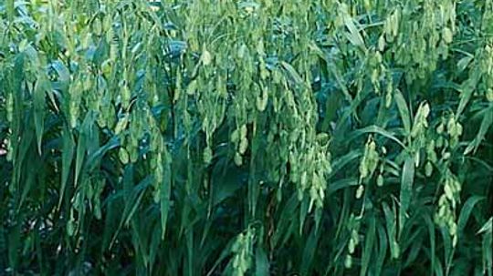 Northern Sea Oats