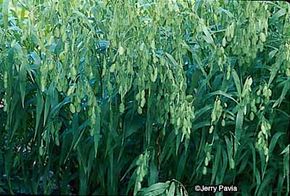 Northern sea oats has tall upright stems much like a more well-known grass, bamboo.