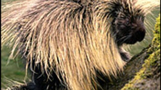 North American Porcupine