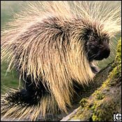 north american porcupine