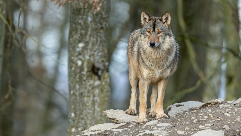 Canadian timber wolf.