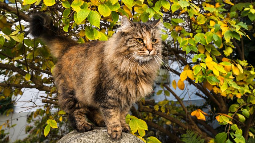 Norwegian Forest Cat