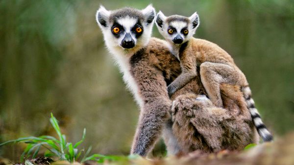 lemur, lemur catta, madagascar