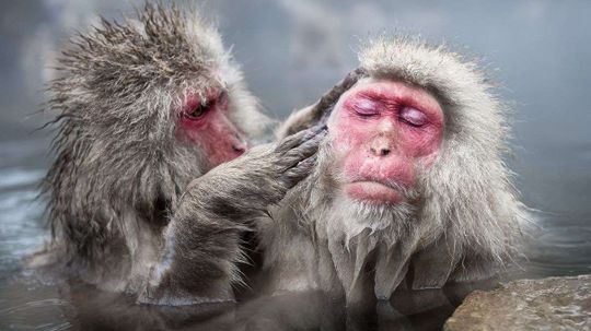 'Cool Girl' Female Macaques Get More Grooming Than Less-popular Ladymonkeys