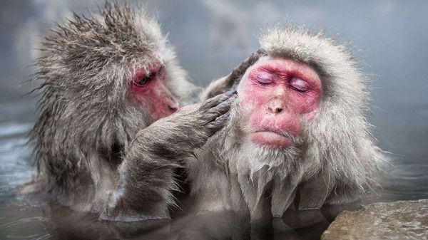 snow monkey, macaque, primate, grooming