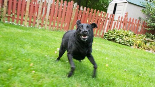 There's a Name for When Your Dog Zooms Around Like a Joy-crazed Maniac