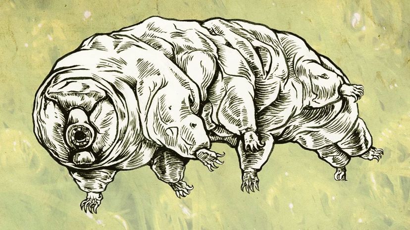 Tardigrade Phineas Jones/Flickr“width=