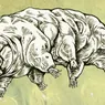 How Do Tardigrades Reproduce? Several Ways, It Turns Out