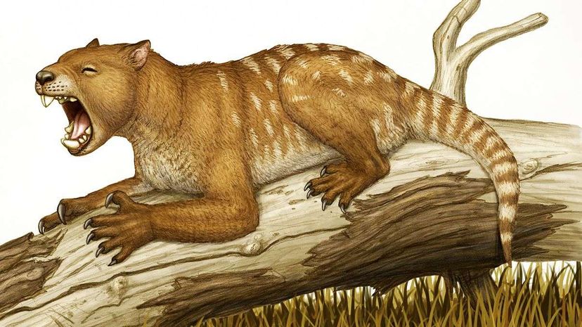 Extinct Marsupial Lions Killed Prey in a Really Weird Way | HowStuffWorks