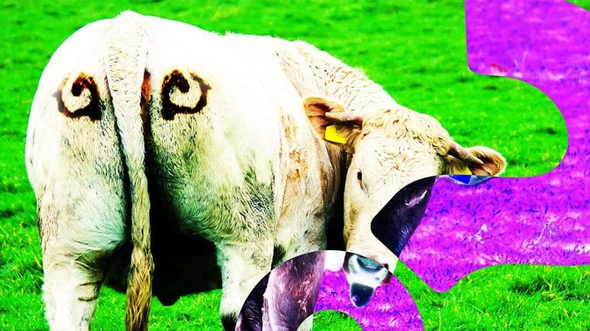 Researcher Paints Eyes on Cow Butts to Deter Lions HowStuffWorks