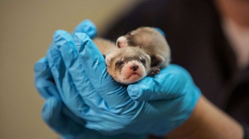Paul Marinari, the senior curator of animal operations at the Smithsonian Conservation Biology Institute, holds newborn black-footed ferrets on July 24, 2014. Researchers have used frozen sperm to help this endangered species recover.  Evelyn Hockstein/For The Washington Post via Getty Images