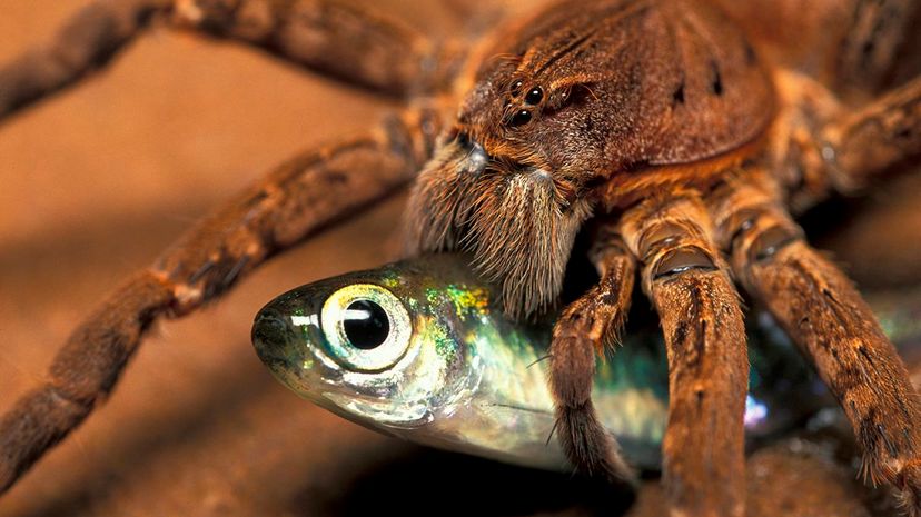 fishing spider with small fish caught