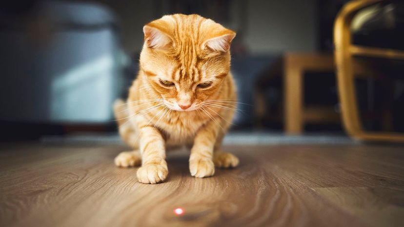 即使一个laser pointer creates a tiny, insubstantial dot, cats treat it like real prey. Why? Chris Winsor/Getty Images