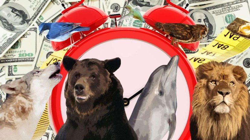 Lions, and dolphins and bears, oh my? A new book says that knowing which chronotype you belong to will let you know the best time to do anything. Hynci/Kojihirano/Bazilfoto/PrinPrince/Paket/Anankkmi/GlobalP/DrPAS/Thinkstock