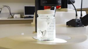 Minipteryx robusta crane fly